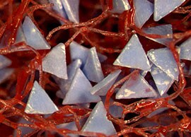Zdjęcie z bliska technologii ściernic włókninowych materiałów ściernych 3M