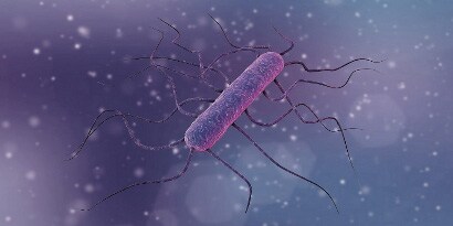 patogeny listeria
