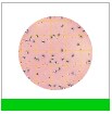 3M™ Petrifilm™ płytki do zliczania baterii E. coli / bakterii z grupy coli